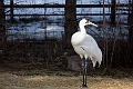 CalgaryZoo013
