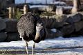 CalgaryZoo015