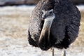 CalgaryZoo016