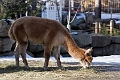 CalgaryZoo017
