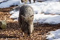CalgaryZoo018