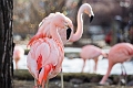 CalgaryZoo019