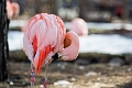 CalgaryZoo020