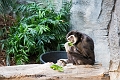 CalgaryZoo026