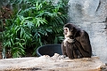 CalgaryZoo027