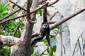 CalgaryZoo028