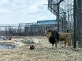 CalgaryZoo002