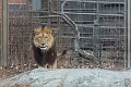 CalgaryZoo003