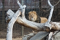 CalgaryZoo004