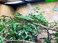 CalgaryZoo021