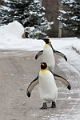 CalgaryZoo011