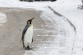 CalgaryZoo012