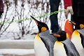 CalgaryZoo013