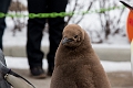 CalgaryZoo014