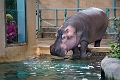 CalgaryZoo023
