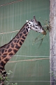 CalgaryZoo026