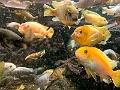CalgaryZoo028