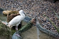 CalgaryZoo035