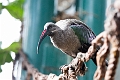 CalgaryZoo036