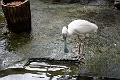 CalgaryZoo038