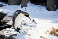 CalgaryZoo048