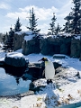 CalgaryZoo049