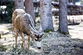 Banff031
