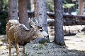 Banff033
