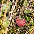 JohnstonCanyon058