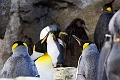 CalgaryZoo001