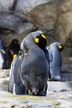 CalgaryZoo002