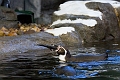 CalgaryZoo005