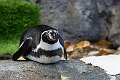 CalgaryZoo006