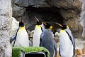 CalgaryZoo008