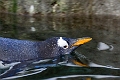 CalgaryZoo009