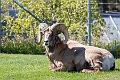 CalgaryZoo010