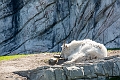 CalgaryZoo011