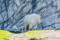 CalgaryZoo012