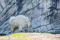CalgaryZoo013