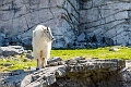 CalgaryZoo014