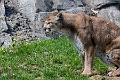 CalgaryZoo015