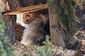 CalgaryZoo018