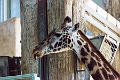 CalgaryZoo030