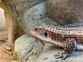 CalgaryZoo031