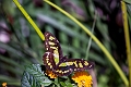 CalgaryZoo034