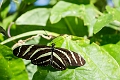 CalgaryZoo035