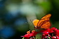 CalgaryZoo037