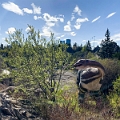 CalgaryZoo045