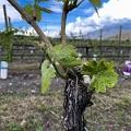 Osoyoos076
