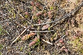 Osoyoos141